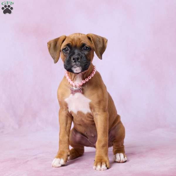Macy, Boxer Puppy